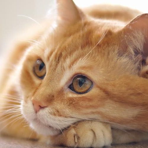 Top 5 Reasons Why Your Cat Needs A Stainless Steel Water Fountain