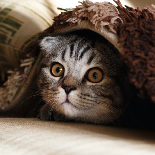 5 Things You Didn’t Know About Cat Water Fountains